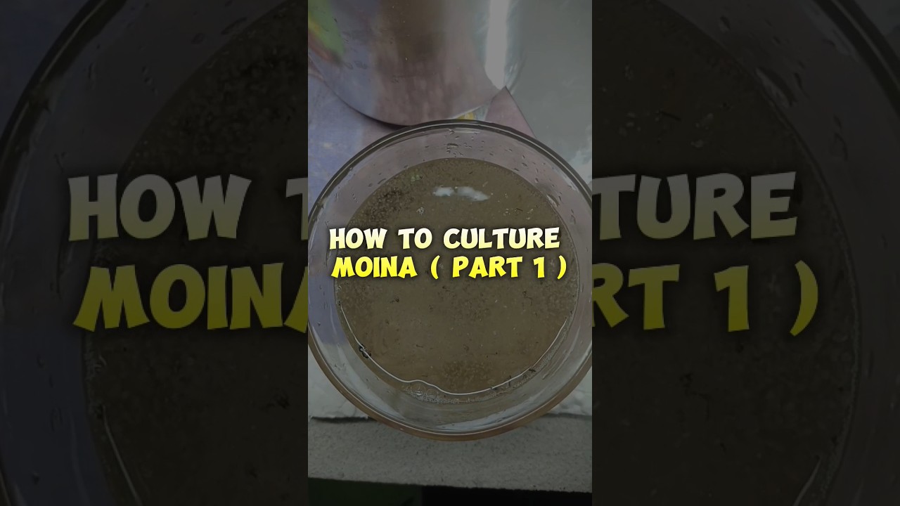 making moina culture Telugu (part 1)#moina #making #culture #telugu #hyderabad #trending