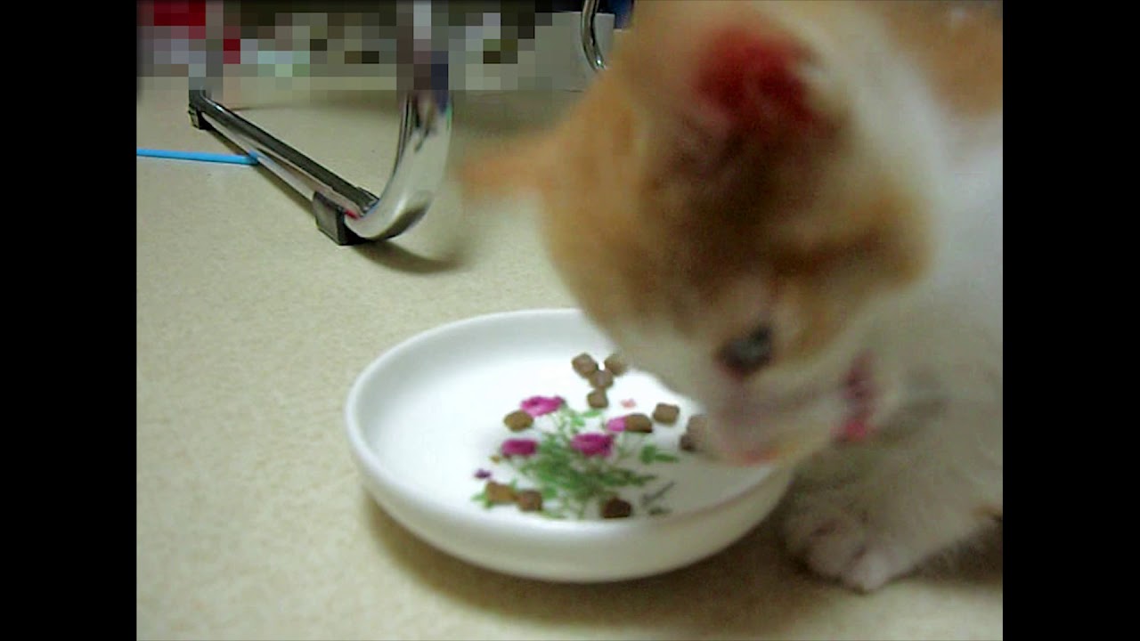 밥그릇 사수하는 아기고양이 모모 (Greedy Cat)