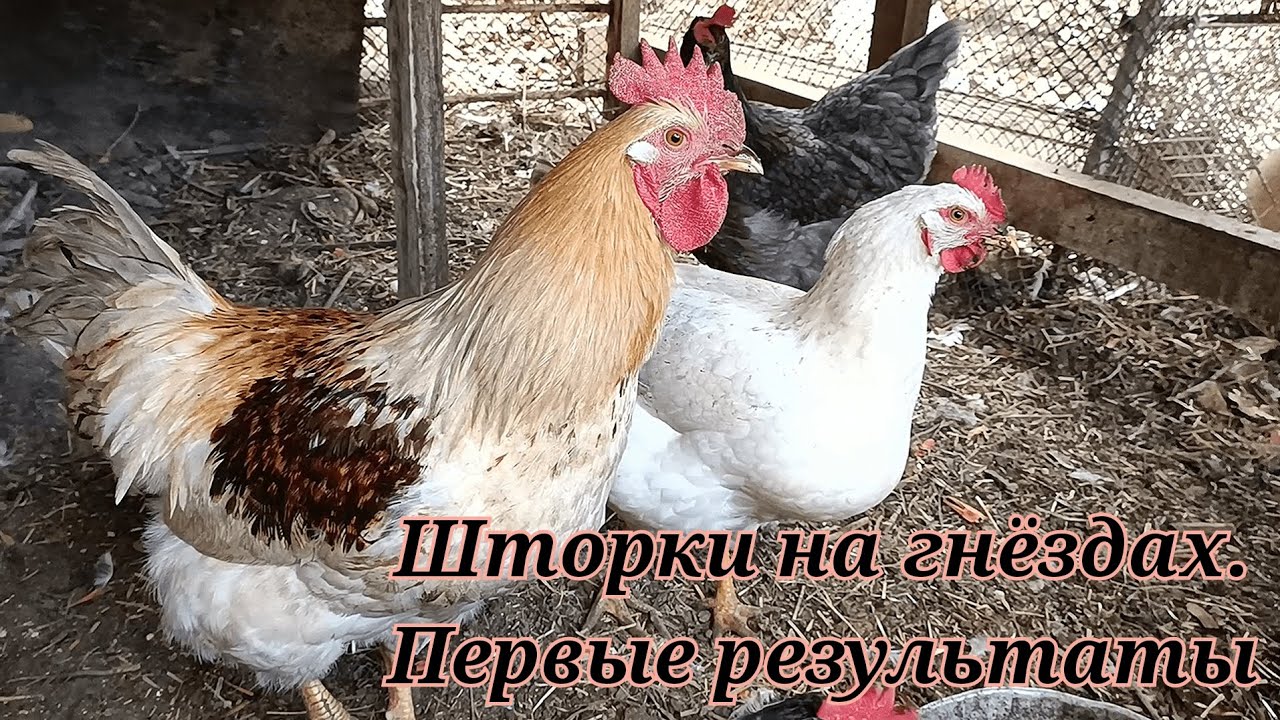 Шторы на гнёздах. Первые результаты.
