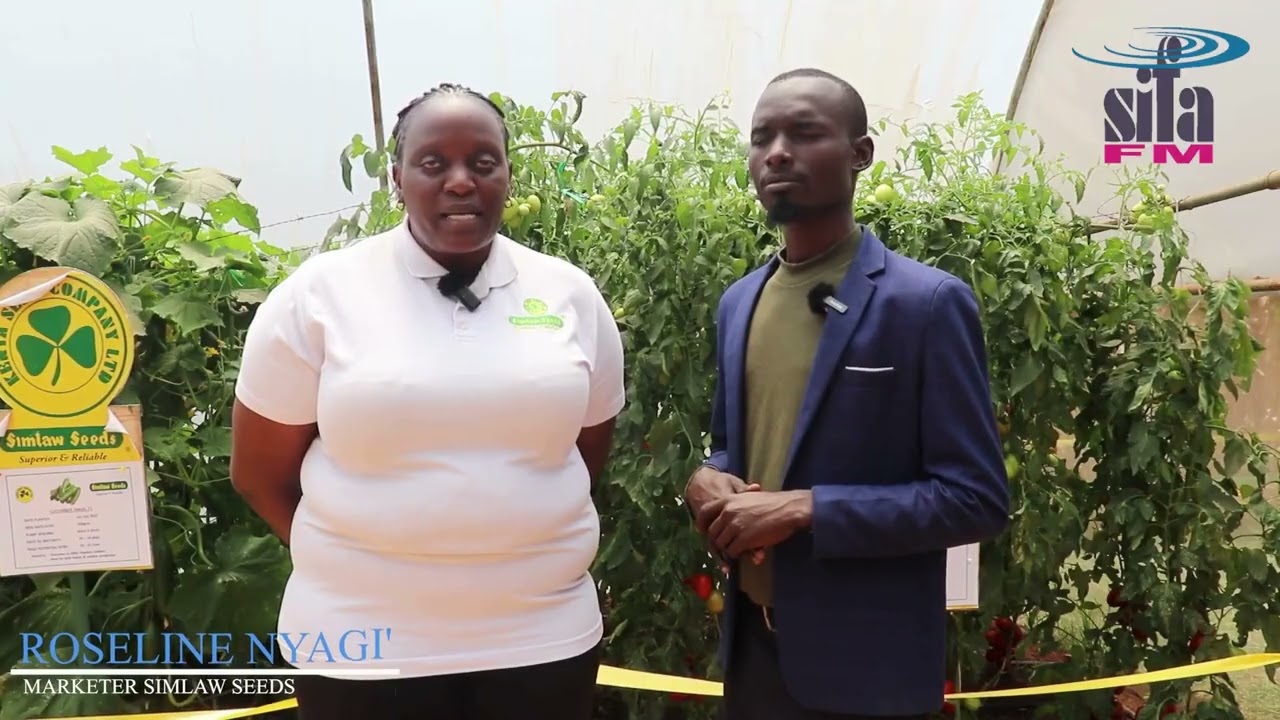 Manufaa ya kutumia mbegu bora,mazunguzo ya moja kwa moja na Kenya Seed Company, Simlaw seed.