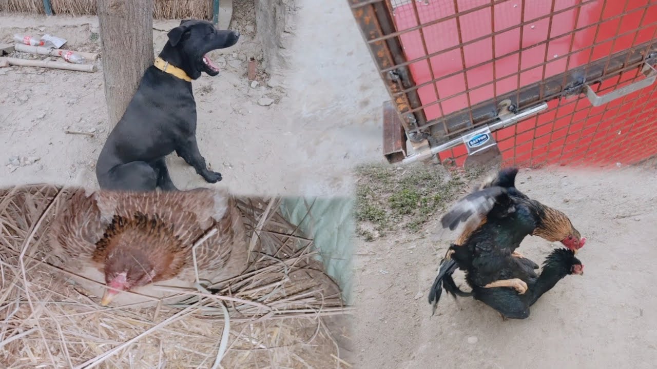Dog Ko Surprise Mil Gya 😀😱 Jaawa Cross|| YouTube Pet's Vlog Aseel Pet's Vlog #birds #aseel #vlog 