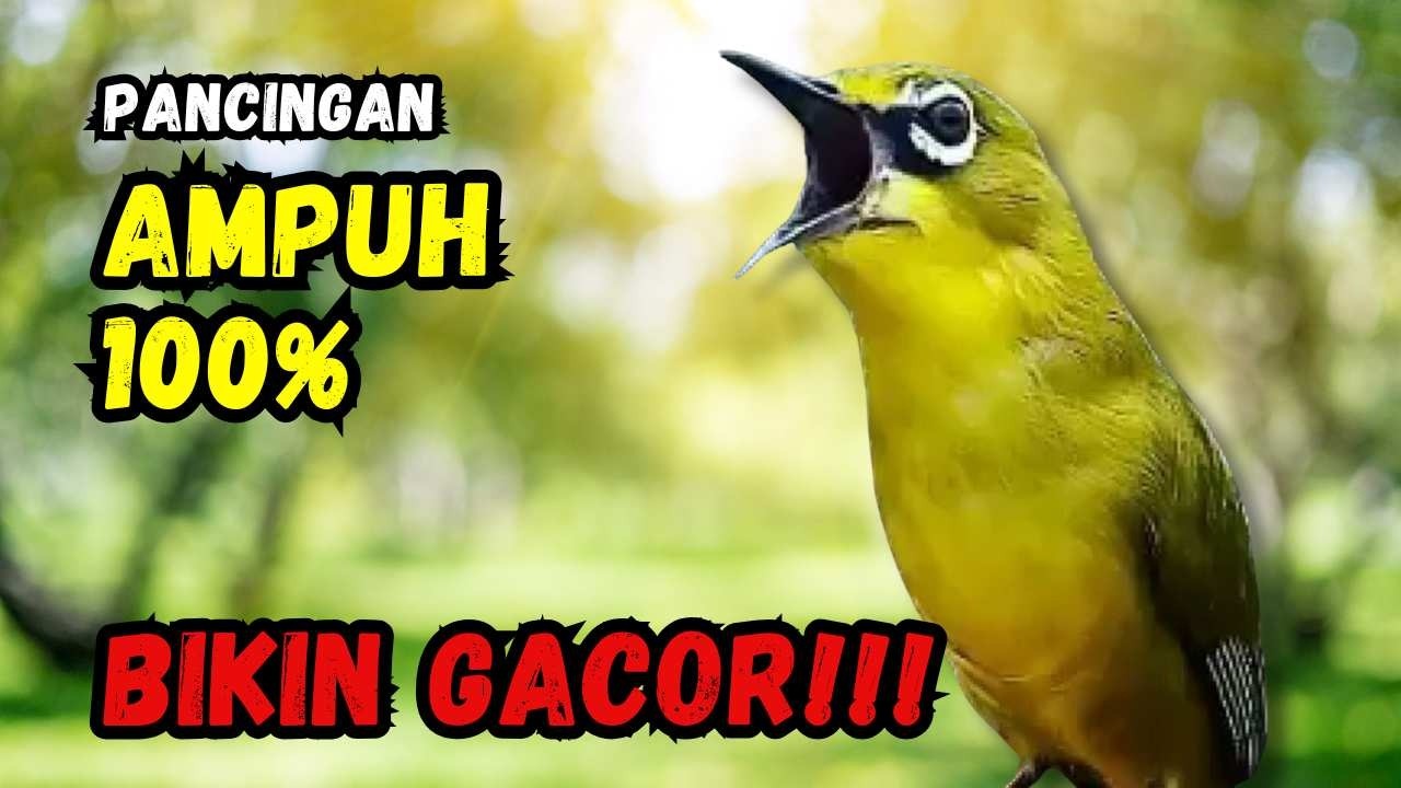 Hitungan Detik Pleci Jenis Papun Ikut Bunyi, Pancingan Ampuh Bikin Pleci Gacor