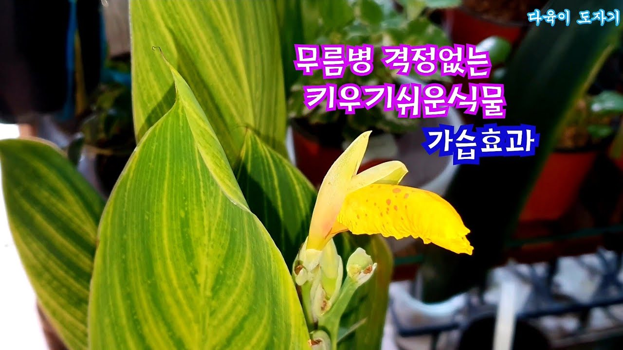 공기정화식물 실내습도조절 가습효과식물 수생식물 물칸나 키우기 뱅갈타이거물칸나 얼룩말칸나 물칸나꽃피는과정 잎이갈변하는이유 번식방법 키우기쉬운식물 수질정화 먼지줄여주는식물