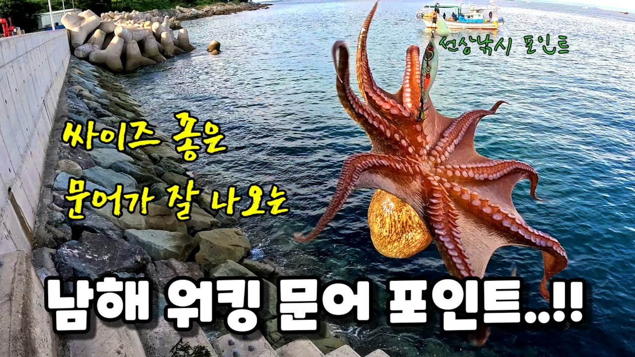 문어가 잘 나와서 나만 알고 싶은 포인트..!! 사람도 없고 발판도 편한 포인트..!!#문어#문어낚시#워킹문어낚시#낚시