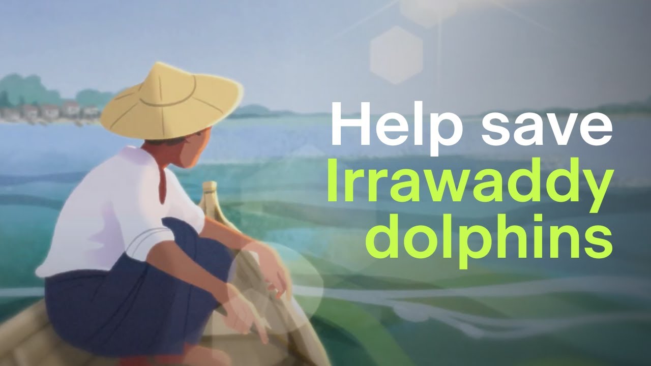 Help save Irrawaddy dolphins in Myanmar