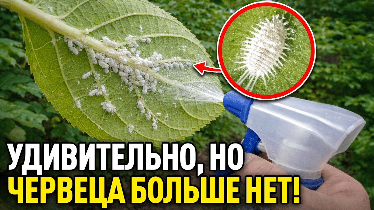 Копеечное средство от мучнистого червеца! Жаль, что я не знала о нем раньше!