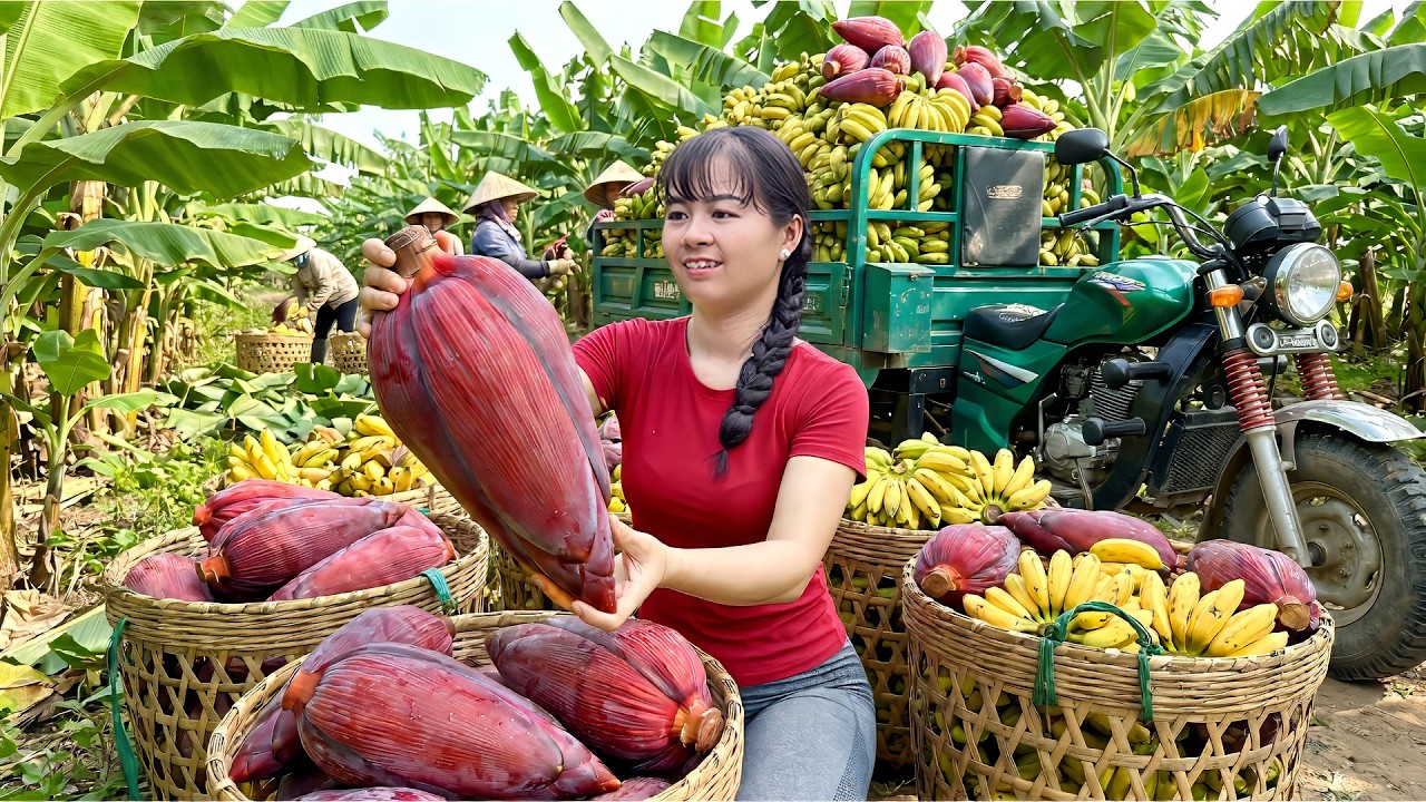 Harvesting Wild Bananas & Banana Flowers to Sell at Market | Free Bushcraft