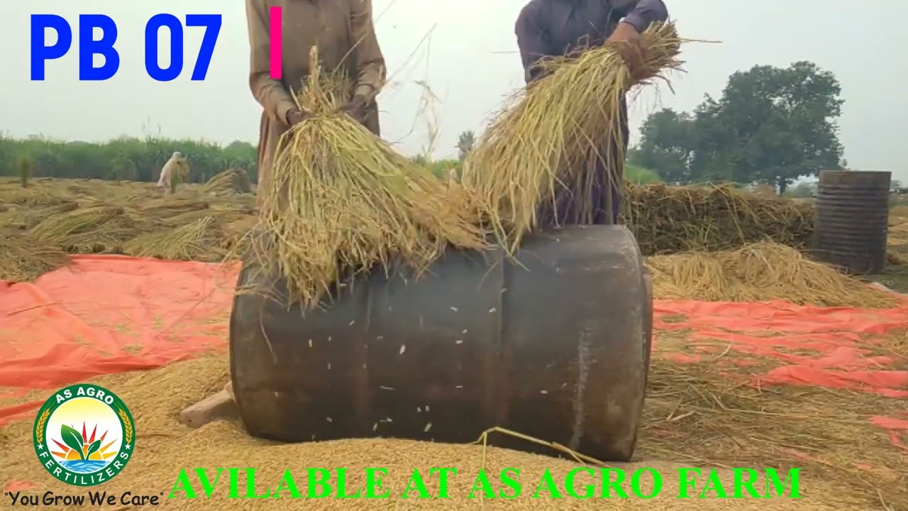 New paddy verity PB 07 Detailed Information ℹ️ #pb07 #voiceofkisaan #agriculture #paddy #farming