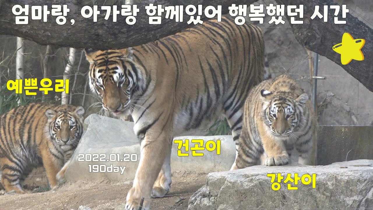 [에버랜드 호랑이] 건곤이와 오둥이 / 엄마랑 아가랑 함께있어 행복했던 시간 / 아름, 다운, 우리, 나라, 강산이와 건곤이가 타이거 밸리에서 행복한 시간을 보내던 그때 그시절