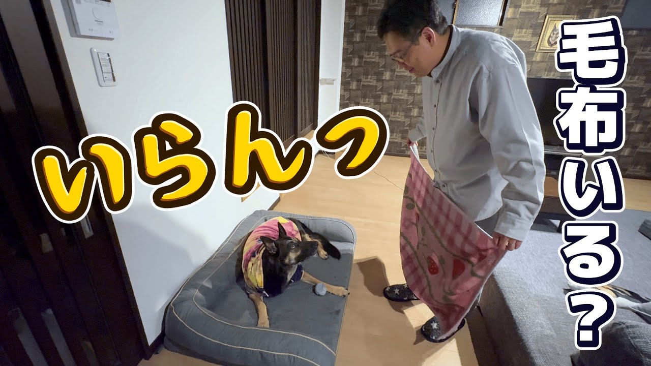 愛犬のベッドを冬支度しようとしたら…まさかの反応でしたw【ジャーマンシェパード】