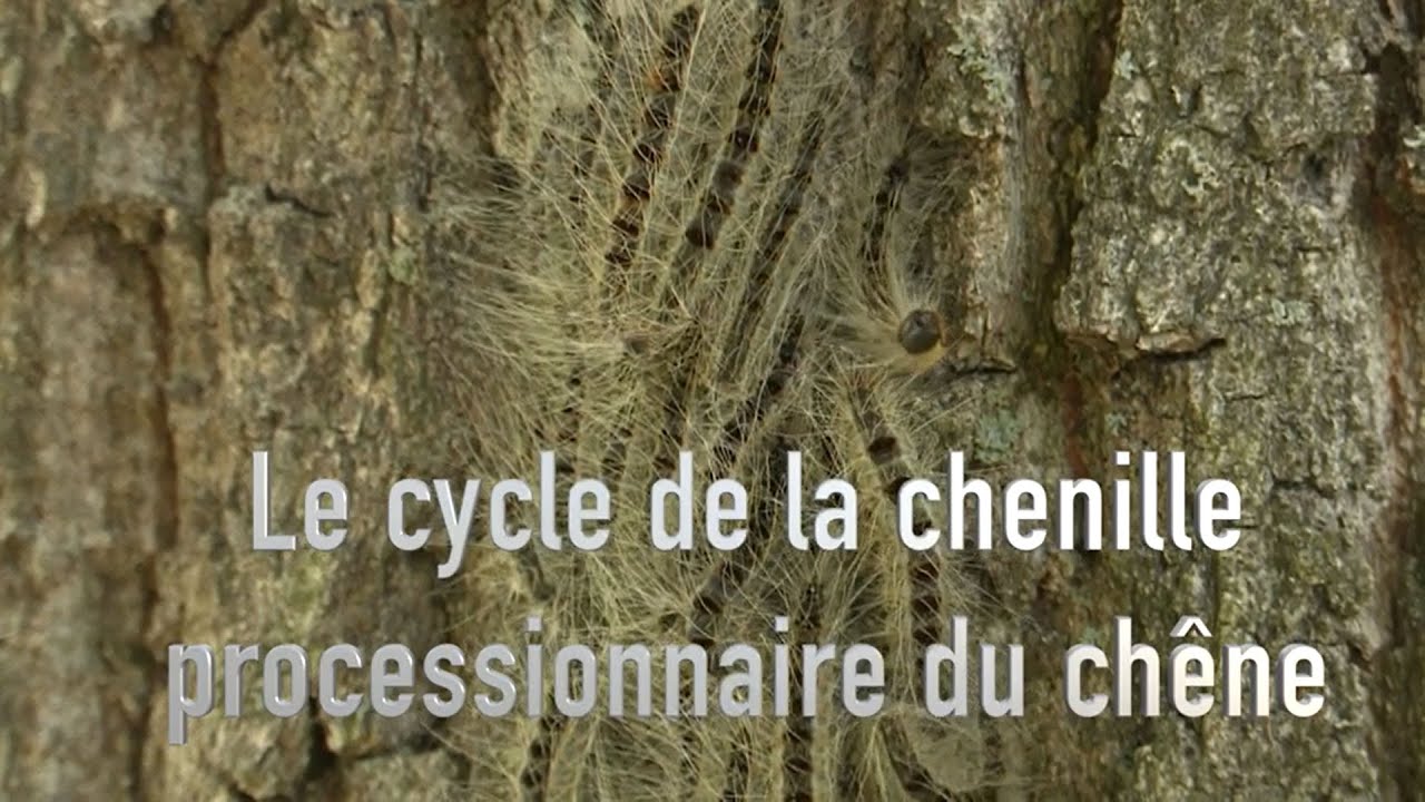 La chenille processionnaire du ch&ecirc;ne : comment  la reconna&icirc;tre et se prot&eacute;ger