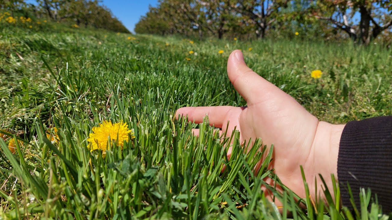 Cît de ușor și bine este să înierbezi o livadă