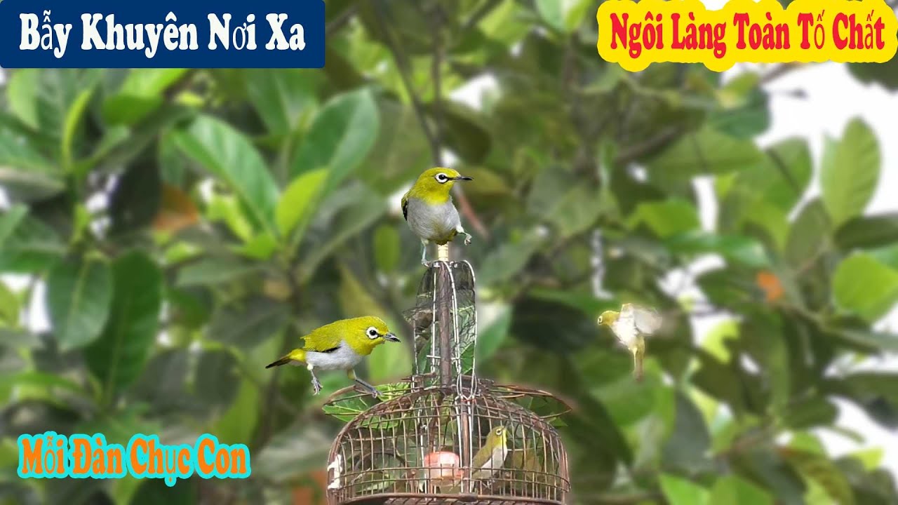 Đi B.ẫy Chim Vành Khuyên Vượt 70 Cây Số Để Tìm Hàng Tố Chất// Chiến Ơi