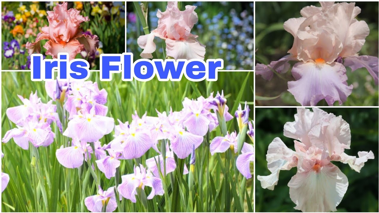 15 Different Types of Iris Varieties