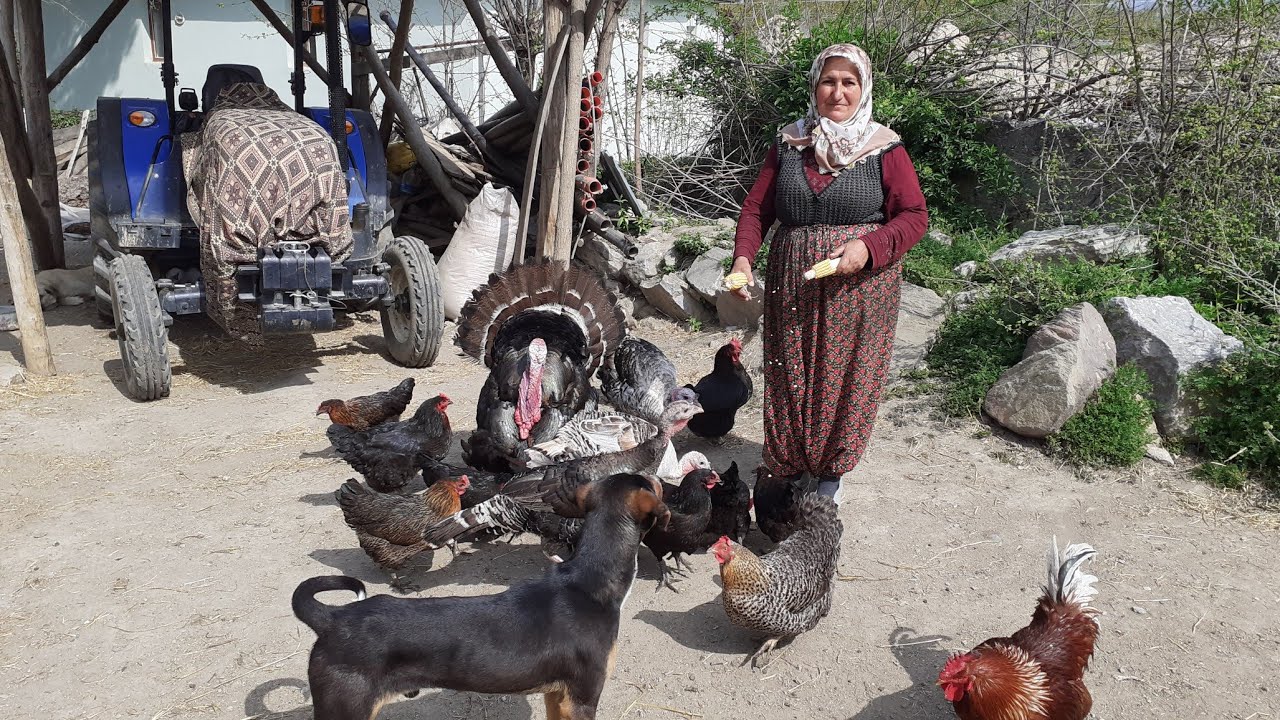 Hindiler  tavuklar   kuzular    köyde  doğal hayat  hepinize selamlar
