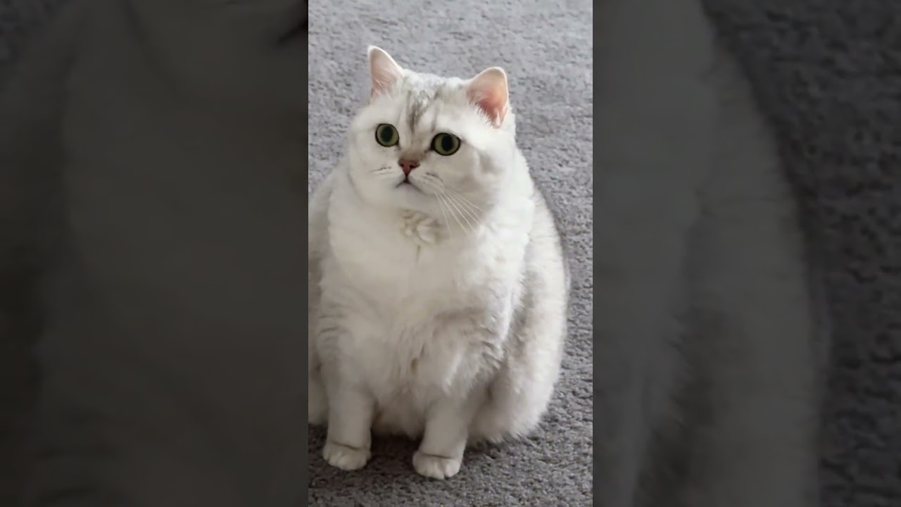 #кот #кошки #котенок #котята @bettyboogie
