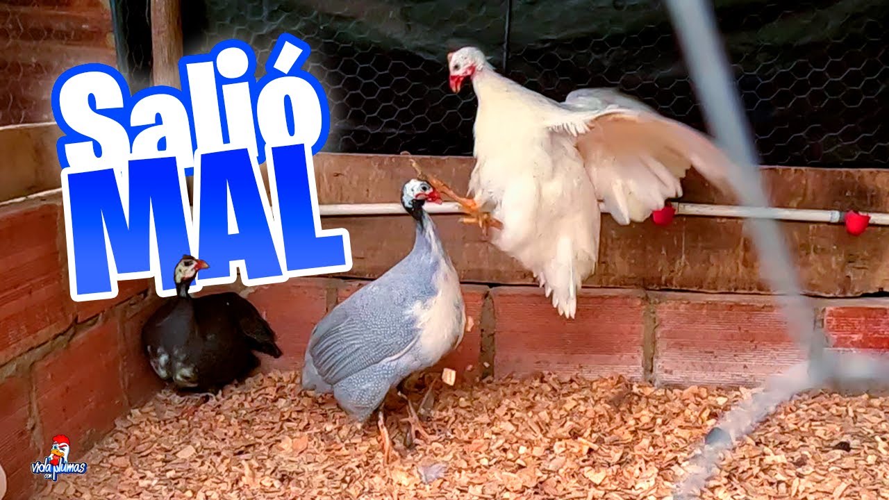 Intentamos unir a las Gallinas de Guinea 😧 ¡Salió Muy Mal!