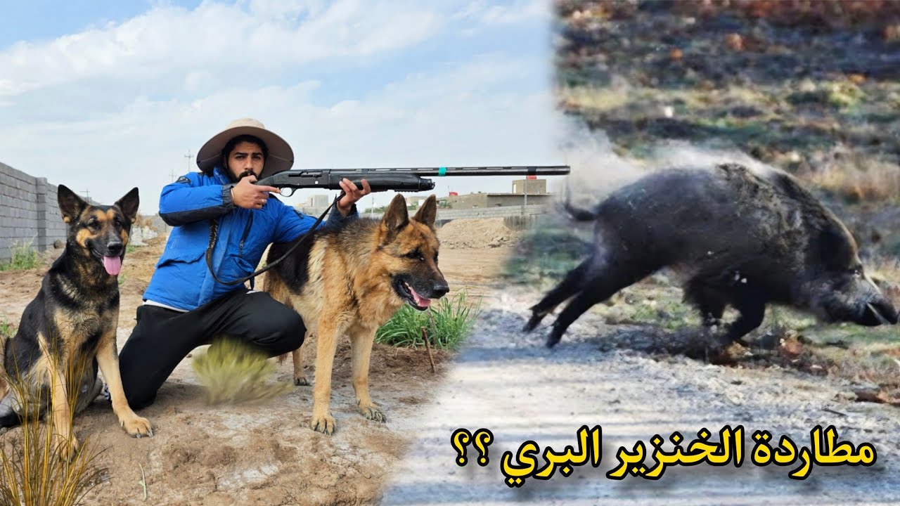 دخلت منطقتهم بالخطأ.. وشوفوا وش صار! 🚫🐗🇹🇷