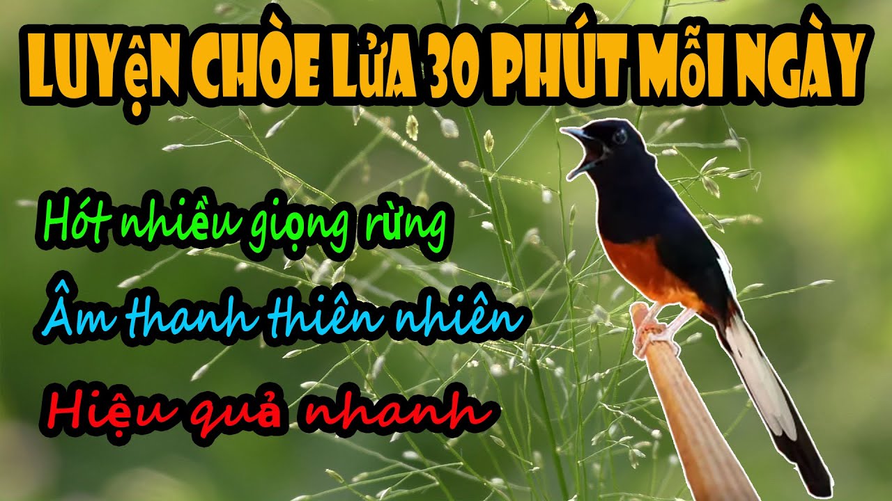 Luyện giọng chích chòe lửa hót giọng rừng - Murai Batu Juara Durasi Panjang Gacor Untuk Masteran #36