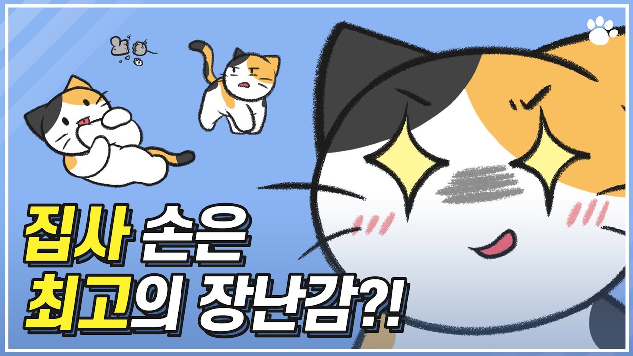 고양이 무는 버릇 고치기! | hoxy 내 손이 맛있어서 무는거야?
