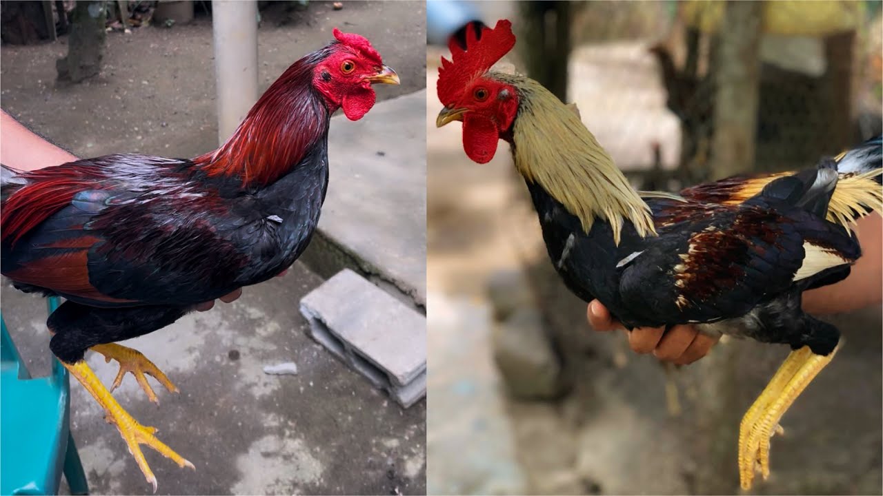 Así de grande y de hermosos están los pollos que soltamos hace 1 mes 