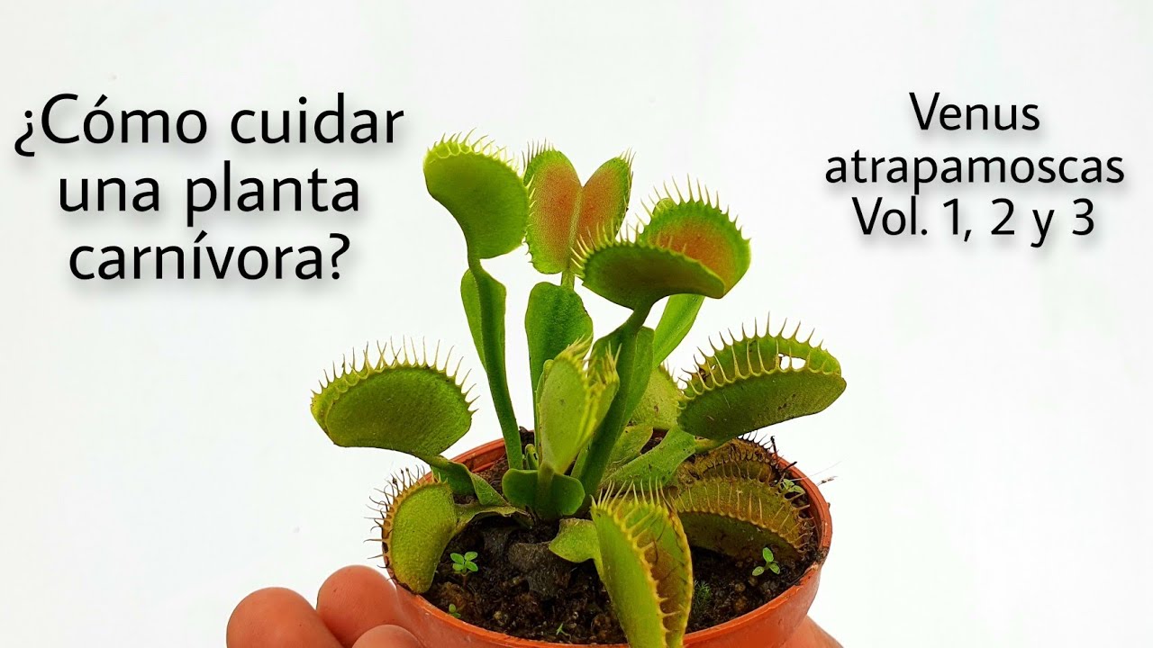 ¿Cómo cuidar una Planta Carnívora? - Venus atrapamoscas (Recopilación)