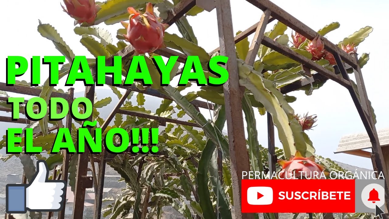 PITAHAYA TODO EL AÑO