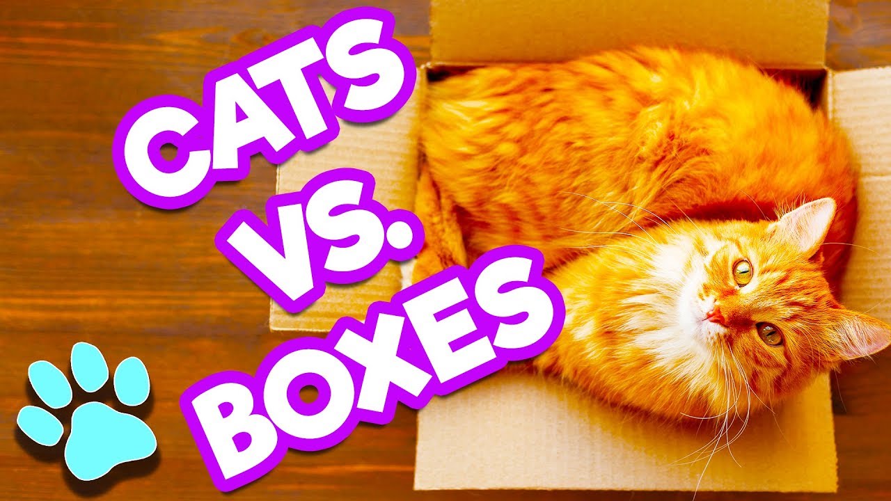Cats Vs. Boxes | Cats Love Boxes | #thatpetlife