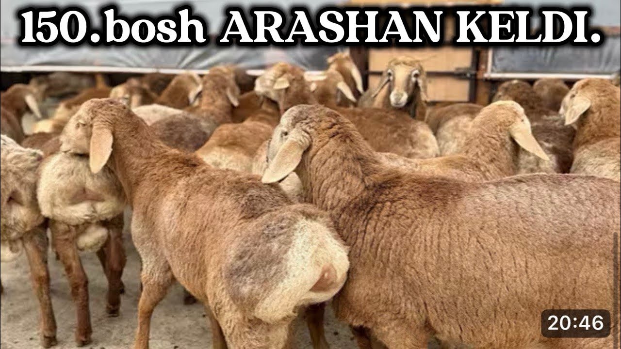 😱150.bosh ARASHAN .TOJIK PARODA XISORI QOCHQOR LAR KELDI .