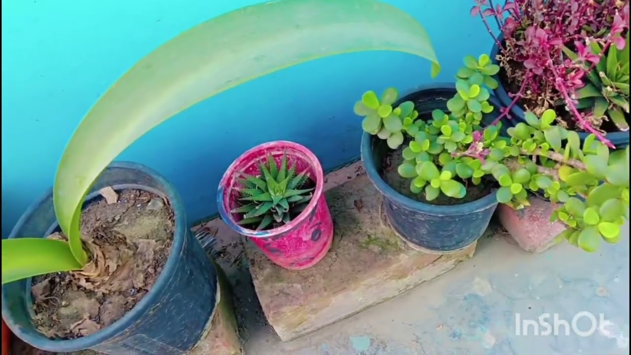 Mere Sasural Mein Maine Lagye Bahut Sare Plants| February Mein Plants mein kya Kya Kam karne chahiye