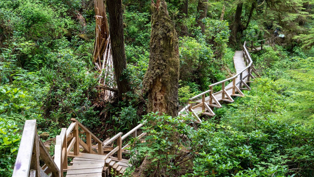 Rainforest Trail (Loop B) - Tofino, British Columbia・4K HDR