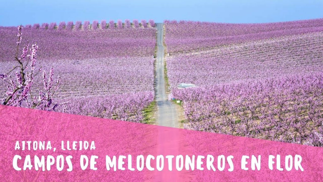 Campos de melocotoneros en flor de Aitona (en 30 segundos)