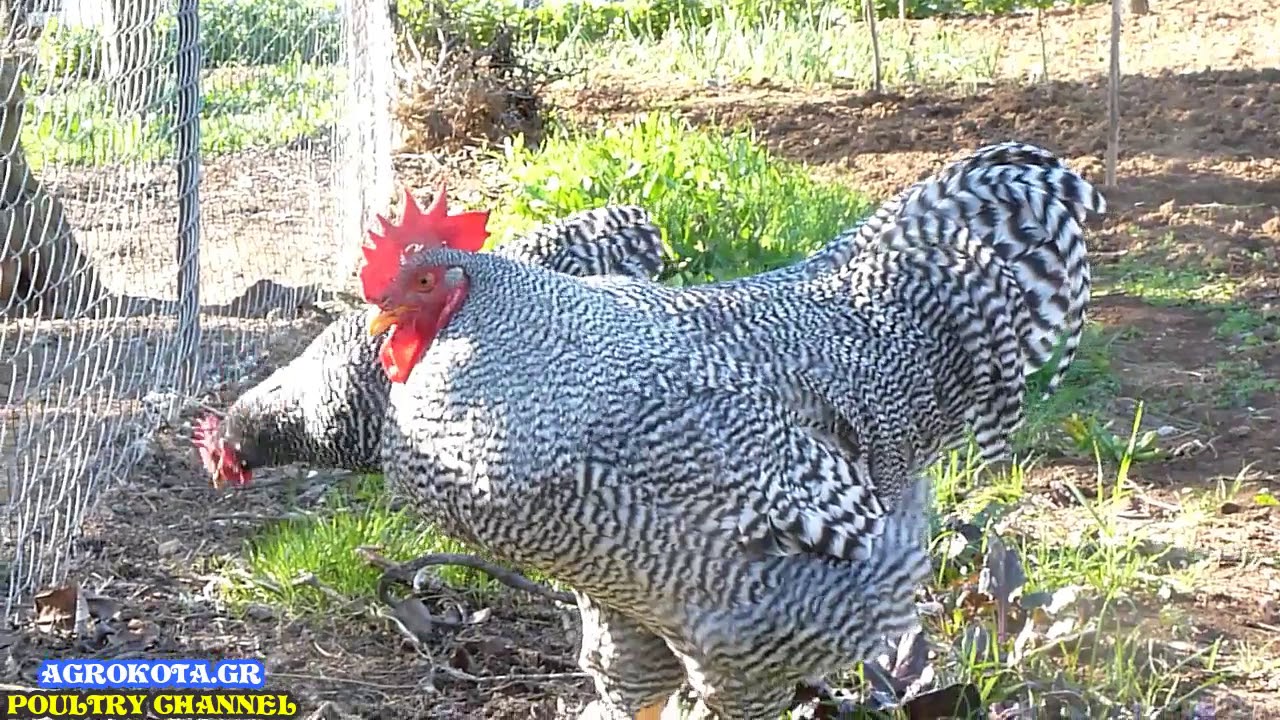 CHICKEN BREEDS - AMROCKS CHICKEN -AGROKOTA.GR