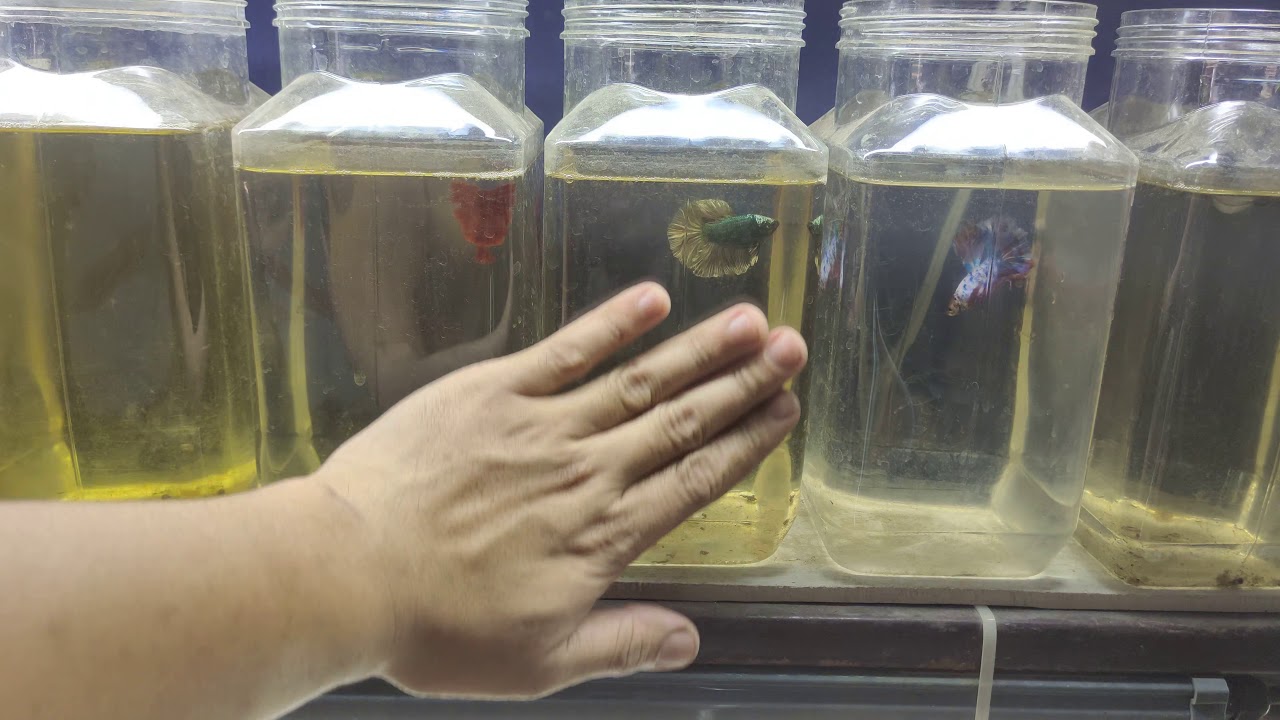 วิธีการเปลี่ยนน้ำปลากัดฮาฟมูน/ปลากัดหางยาว แบบง่าย