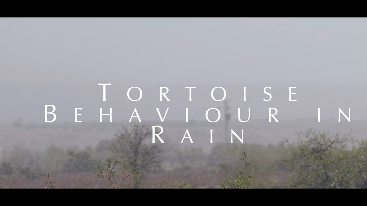 Tortoise Behaviour in Rain