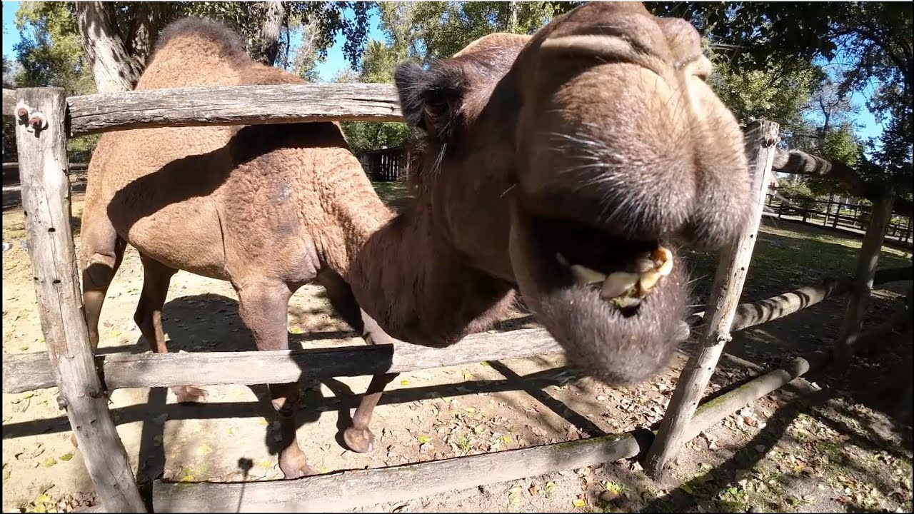 Állatkert Győr Zoo 2023 szeptember