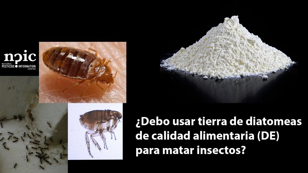 ¿Debo usar tierra de diatomeas de calidad alimentaria (DE) para matar insectos?
