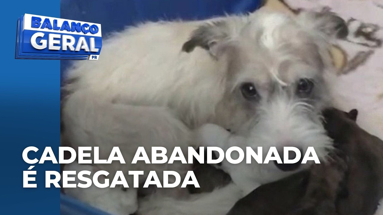 Prefeitura faz resgate de cadela e filhotes abandonados por tutor em apartamento fechado