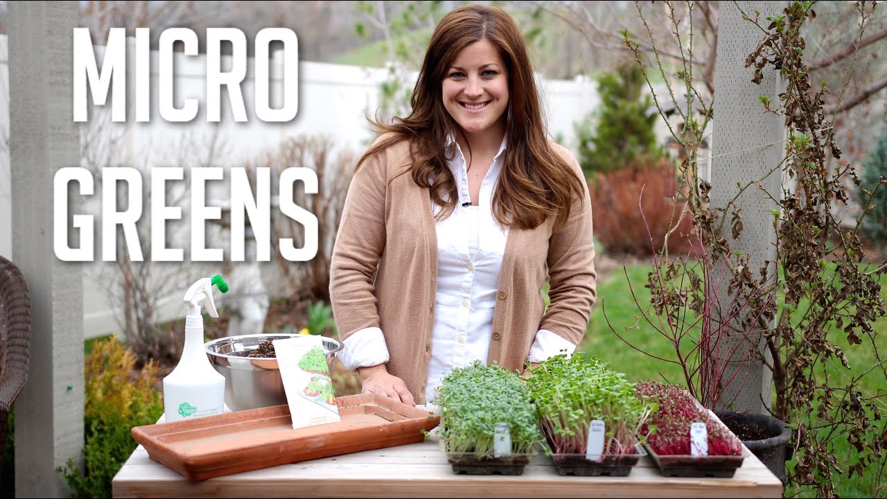 How to Grow Microgreens
