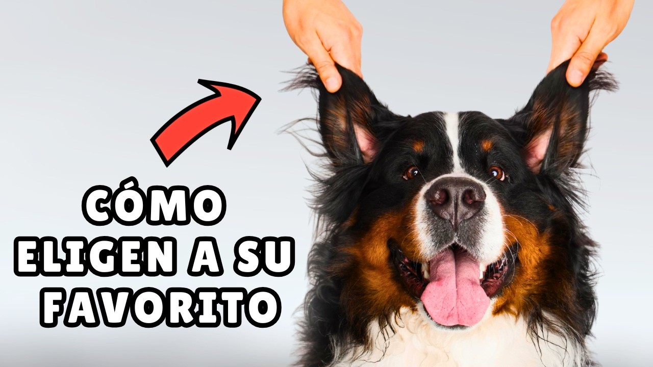 Cómo ELIGEN los perros a su PERSONA FAVORITA ➡️ 8 requisitos clave