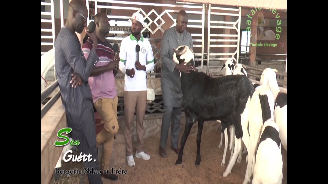 Sen Guétt bergerie Ndao & Frere yaatale