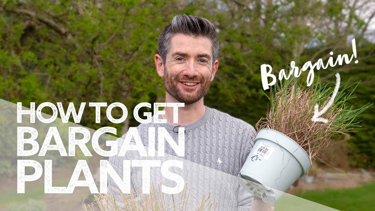 How To Get Cheap & Bargain Plants! | Plant Shopping Tips | What To Look For!