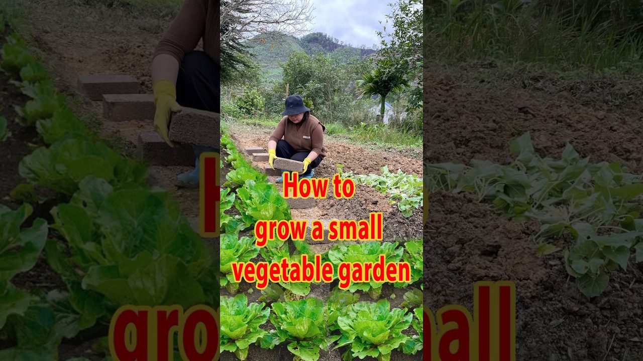 How to grow vegetable. You may not know #imtam #vegetable #buildfarm #shortvideo #viralvideo