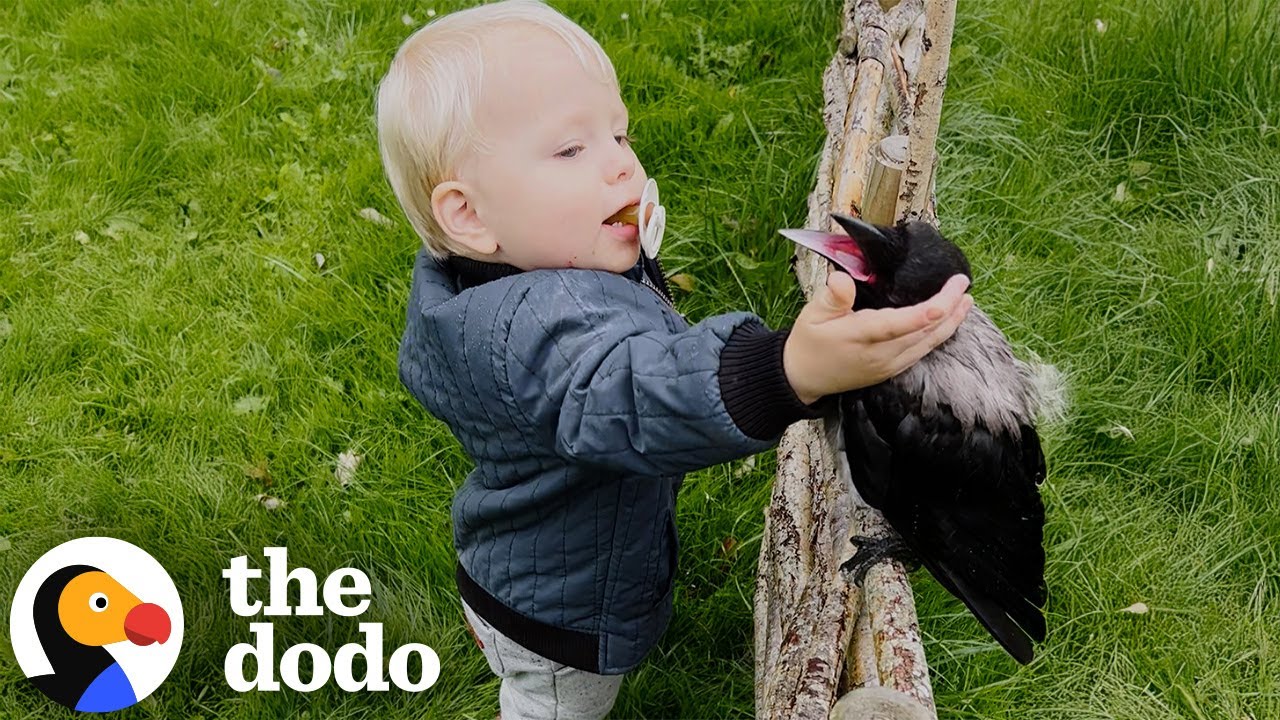 Crow Can't Wait For His Brother To Come Home From Kindergarten | The Dodo
