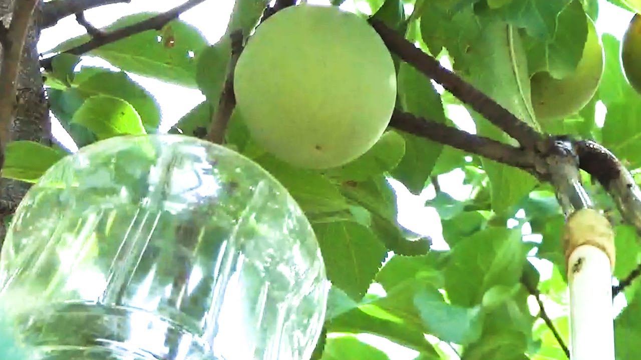 Recolector de Frutas Casero | Experimentos