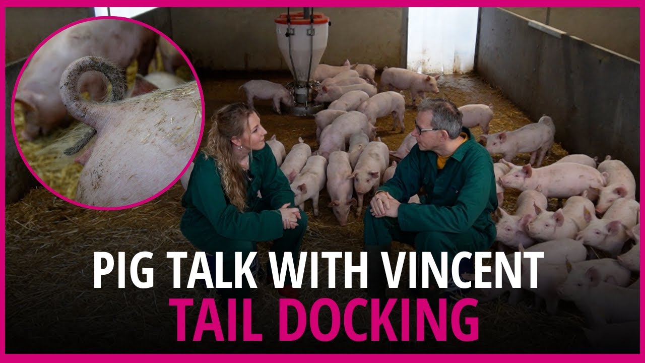 Pig Talk with editor Vincent ter Beek: will tail docking be history?