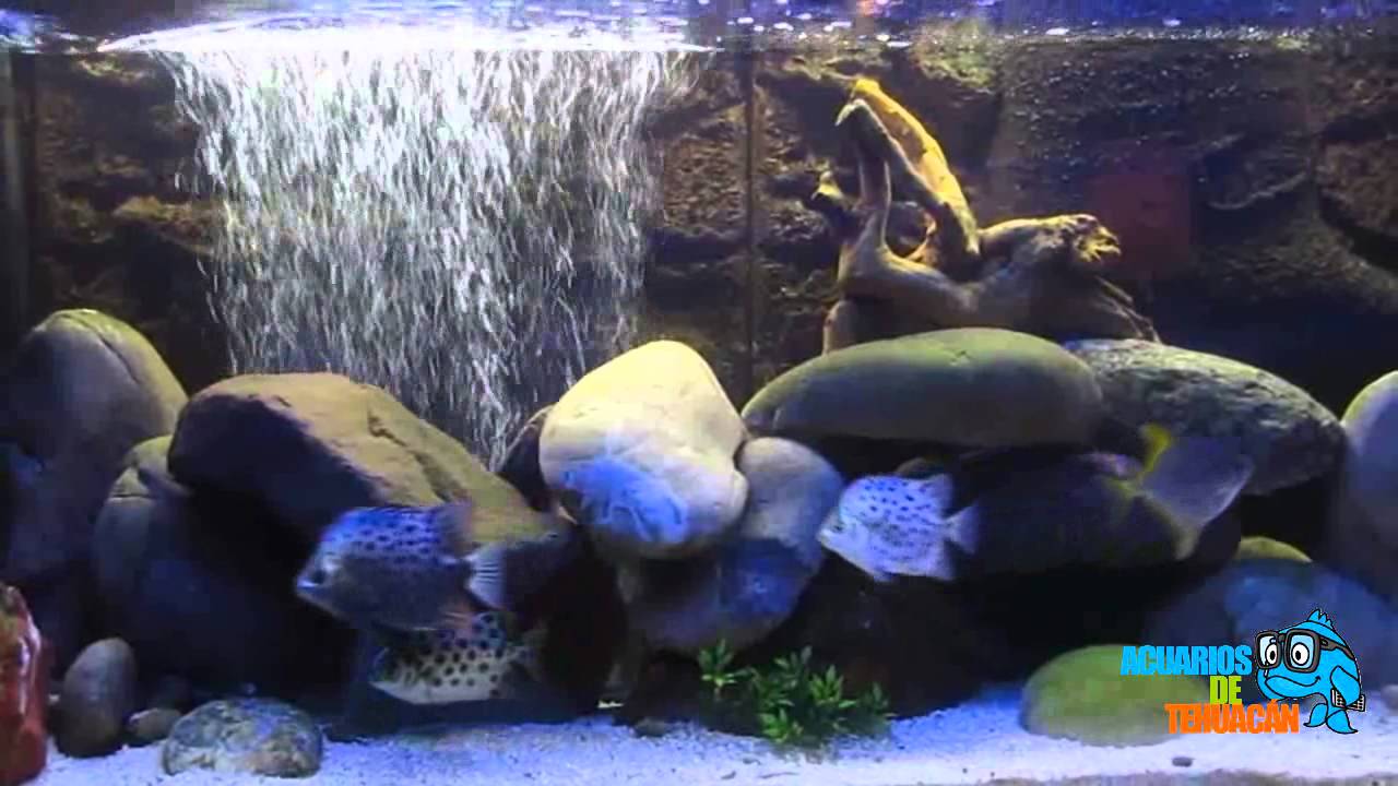 Peces y acuarios de agua Salobre