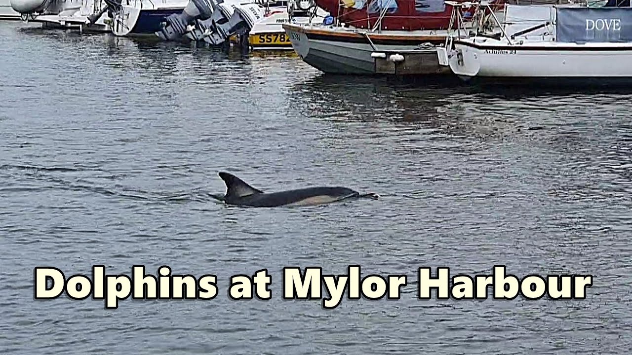 Dolphins at Mylor Yacht Harbour, Cornwall UK (4 Dolphins) ~ March 3rd 2022