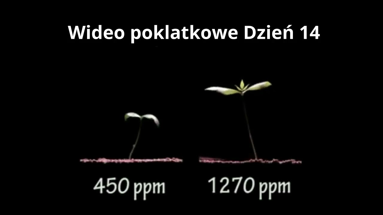 Oto co się dzieje z roślinami gdy dostają więcej dwutlenku węgla [CO2].