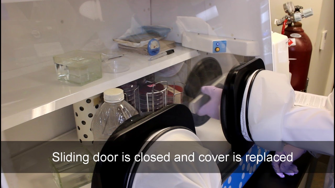 AHL Bacteriology Laboratory: Anaerobic Chamber